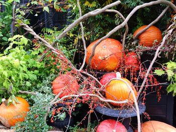 Close-up of pumpkins against orange plants in yard