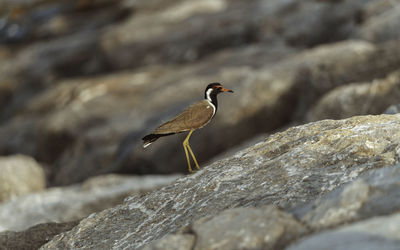 Bird perching on rock