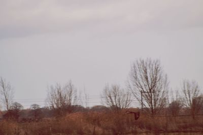 Bare trees on field against sky