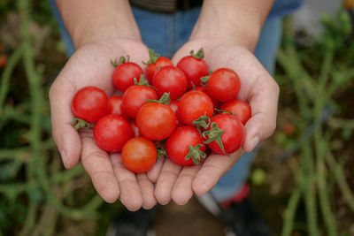 Tomato cherry on a person hand