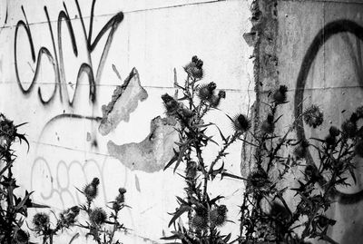 Close-up of plants against building
