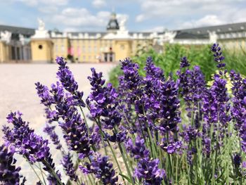 Close-up of purple flowering plants on field against sky