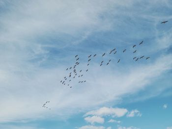 Low angle view of birds flying in sky