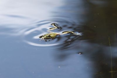 High angle view of frog swimming in lake