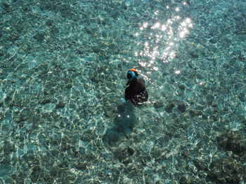 High angle view of turtle swimming in sea