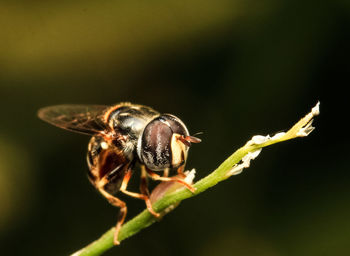 Close-up of insect on plant