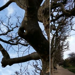 Low angle view of bird perching on tree against sky