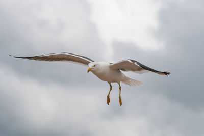 Low angle view of seagull flying