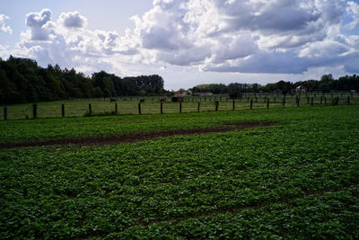 Scenic view of field against sky