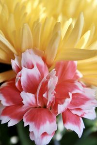 Close-up of pink rose flower