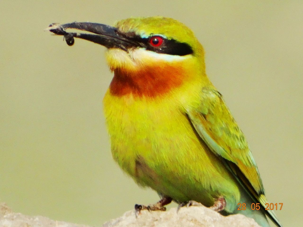 CLOSE-UP OF A BIRD PERCHING