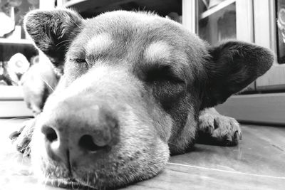 Close-up portrait of dog lying down