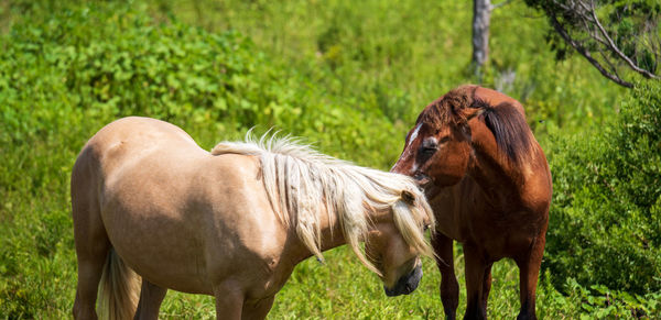 Horses in a field