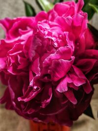 Close-up of pink rose flower