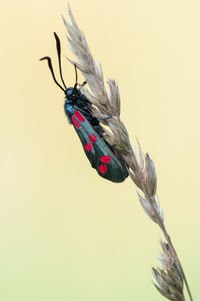 Close-up of insect against blurred background