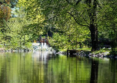 Reflection of trees in water