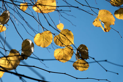 Low angle view of autumnal leaves against clear sky