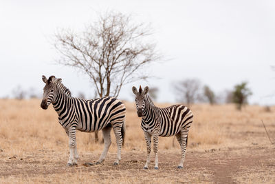 Zebras on a field