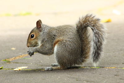 Close-up of squirrel on footpath