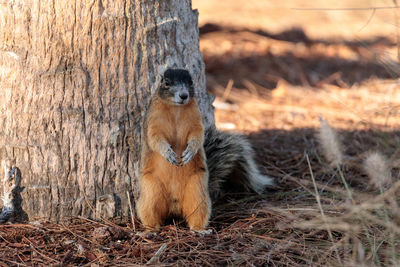 Squirrel against tree trunk on field