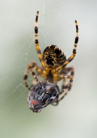 Close-up of spider on web