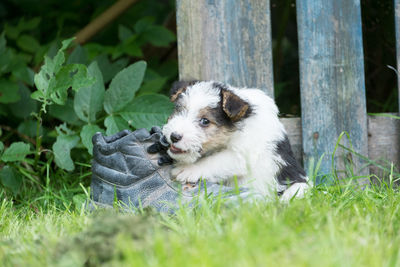 Close-up of dog on grass