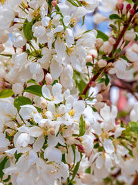 Close-up of white cherry blossoms in spring