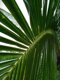 Coconut leaf make a pattern