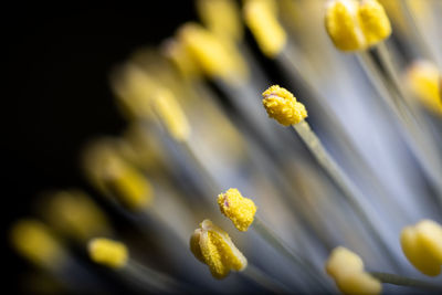 Close-up of yellow flowering plant