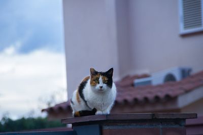 Portrait of cat against sky