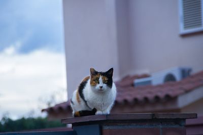 Portrait of cat on roof