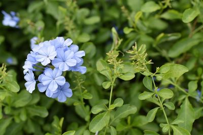 Close-up of purple flowers blooming outdoors