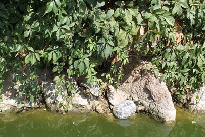 Tree by rocks in water