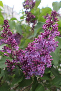 Close-up of pink flowers on tree