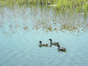 Ducks swimming in lake