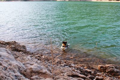 High angle view of dog on beach