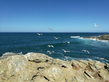 Seagull flying over sea against clear blue sky