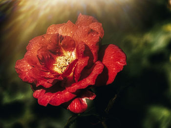 Close-up of wet red rose flower