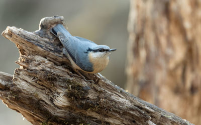 Close-up of bird perching on tree trunk