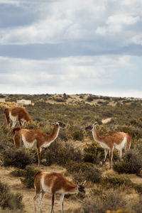 Llamas on field against sky