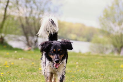 Portrait of dog sticking out tongue on field