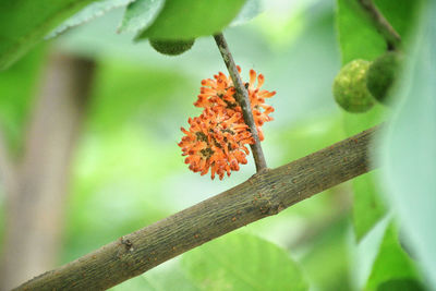 Close-up of orange flowering plant