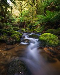 Stream flowing through rocks in forest