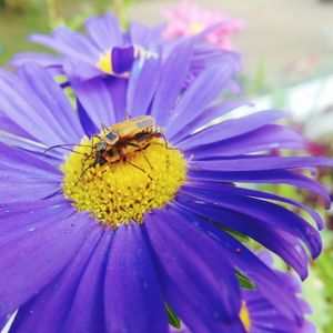 Close-up of bee on purple flower