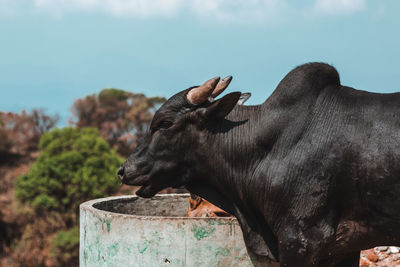 Bull against sky