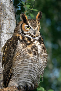 Close-up portrait of a owl