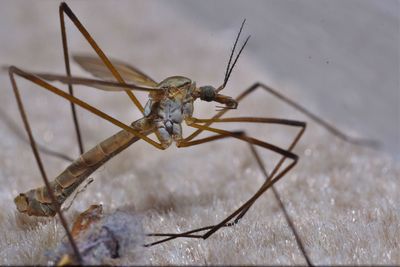 Close-up of insect on snow