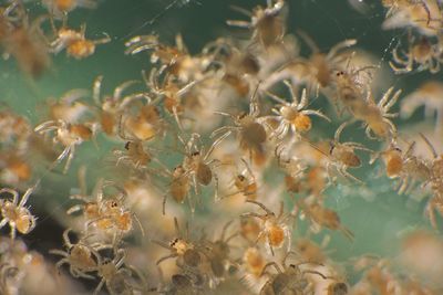 Spiderlings on web