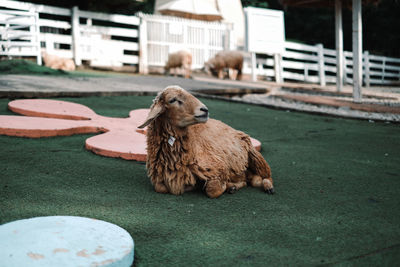 View of sheep looking at camera