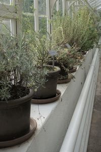 Potted plants in greenhouse